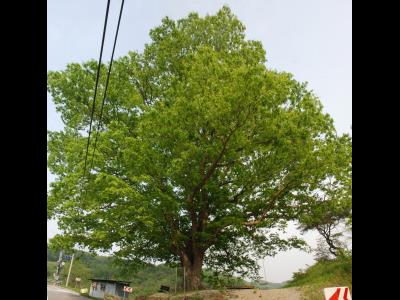 애련리 느티나무 썸네일 이미지