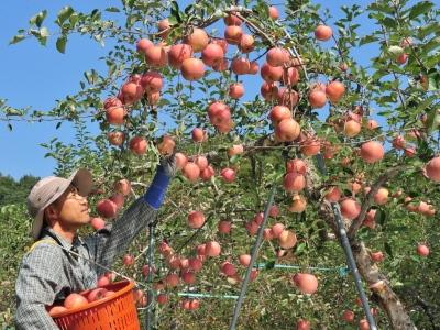 사과 수확 썸네일 이미지