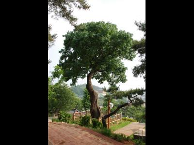 제천 교동 음나무 썸네일 이미지