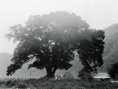 황강리 느티나무[1970년대] 썸네일 이미지