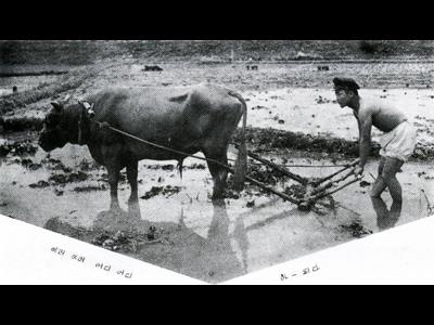 제천농업고등학교 써래질 실습[1960년대] 썸네일 이미지