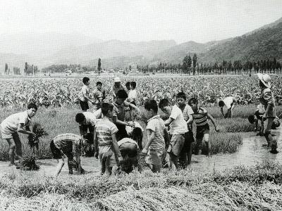 모내기 농촌 봉사활동[1970년대] 썸네일 이미지