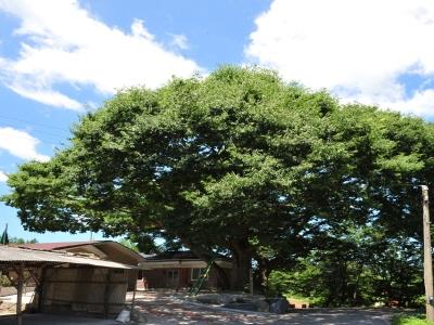 자작동 느티나무 썸네일 이미지