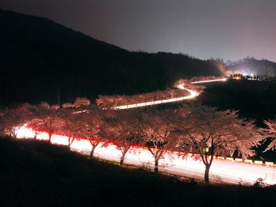 청풍호반 도로 벚꽃 야경 썸네일 이미지