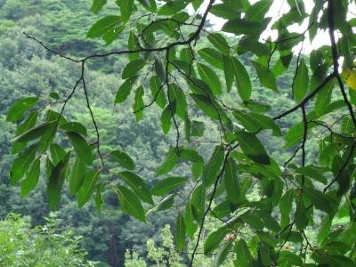 제원 송계리 망개나무 잎 썸네일 이미지