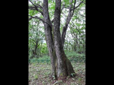 제원 송계리 망개나무 수간 썸네일 이미지
