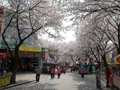 제12회 청풍호 벚꽃 축제 행사장 썸네일 이미지
