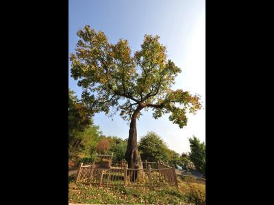 제천 교동 음나무 썸네일 이미지