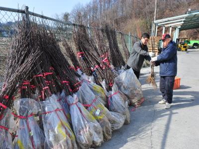 충북원예농업협동조합 제천지점 경제사업장 과수묘목판매 썸네일 이미지