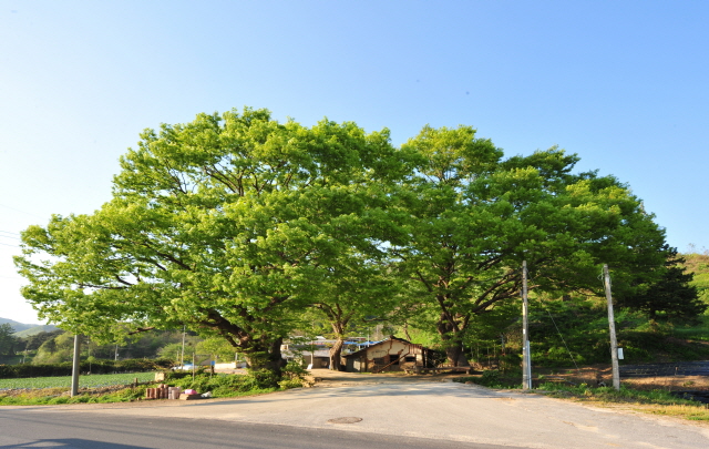 보호수