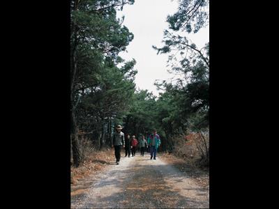 송학산 솔숲길 썸네일 이미지