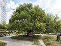 풍암동 풍암마을 할머니 당산나무 썸네일 이미지